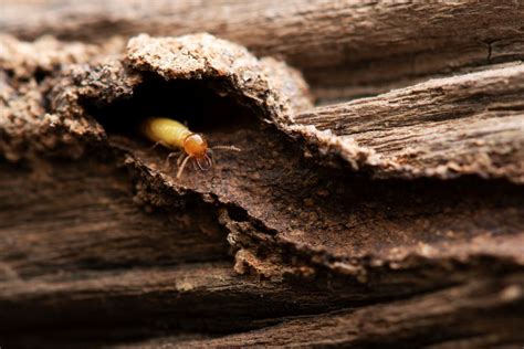 木頭白蟻處理 属金行业